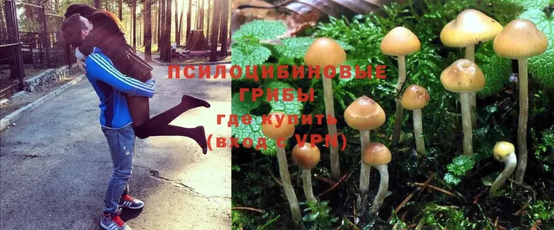 площадка какой сайт  Лабытнанги  Галлюциногенные грибы Psilocybe 